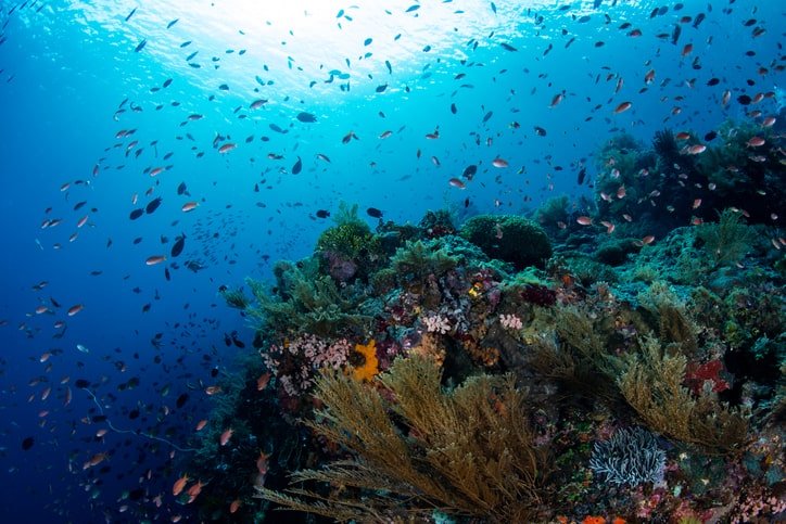Coral Reef in Indonesia