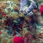 coral gardens in Harilolong alor dive