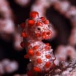 Bargibanti pygmy seahorse Alor Dive