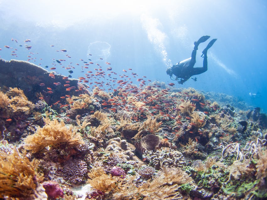 Dive Alor Coral Reef