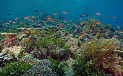 Dive Alor or Raja Ampat? How do they differ? 