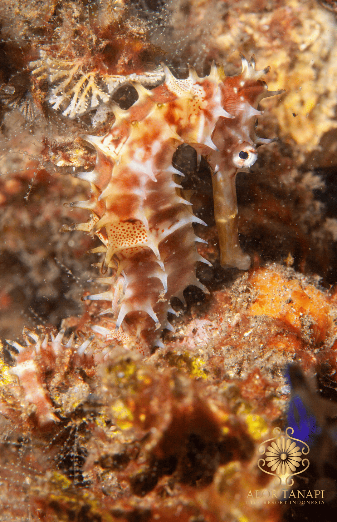 Macro diving- seahorse spotted