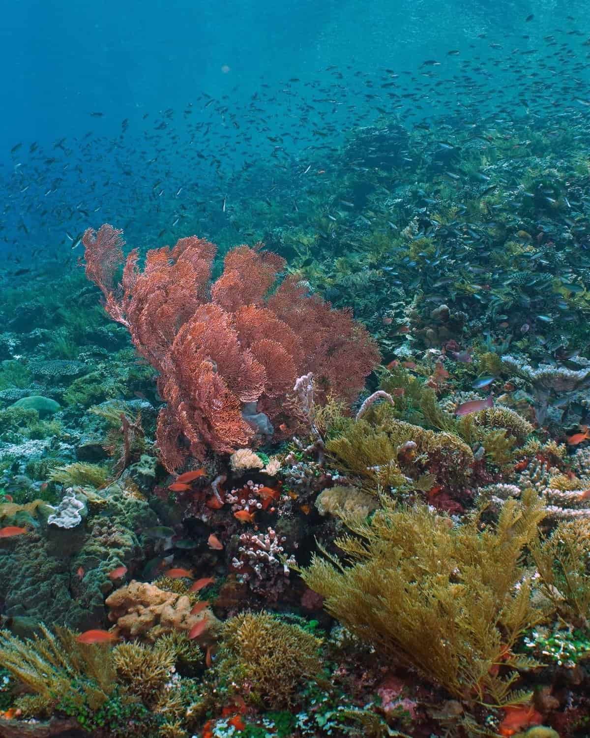 Alor Tanapi Coral Reef 1