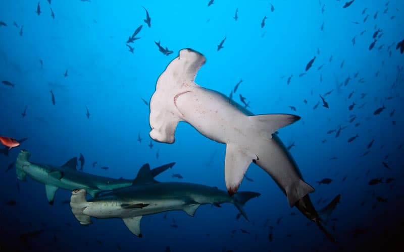Beyond Alor Diving Trips 3 hammerhead shark galapagos diving travel adventure underwater fishes